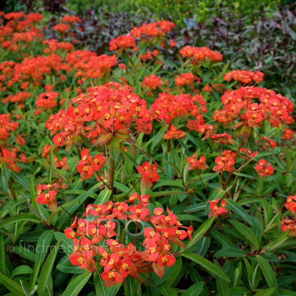 Молочай гриффита Файрглоу/ Euphorbia griffithii Fireglow Р1.5