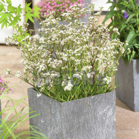 Гипсофила Сильверстар/ Gypsophila Silverstar Р1.5