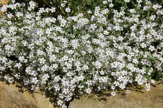 Гипсофила ползучая Альба/ Gypsophila repens Alba Р1.5