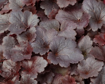 Гейхера гибридная Готэм/Heuchera hybrid Gotham Р1.5