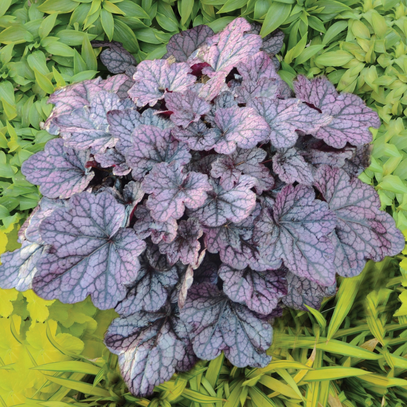 Гейхера гибридная Грейп Экспектейшн/Heuchera hybrid Grape Exhtctation Р1.5