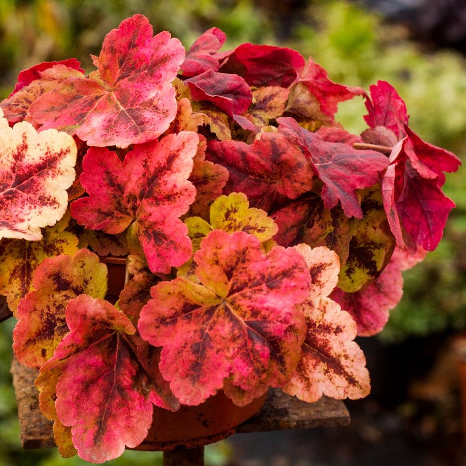 Гейхерелла Леапфрог/Heucherella Leapfrog Р1.5