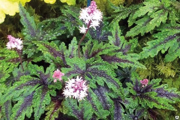 Тиарелла гибридная Ангел Винкс/Tiarella hybride Angel Wings Р1.5