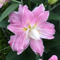 Лилия Акколейд/Lilium Accolade Р2