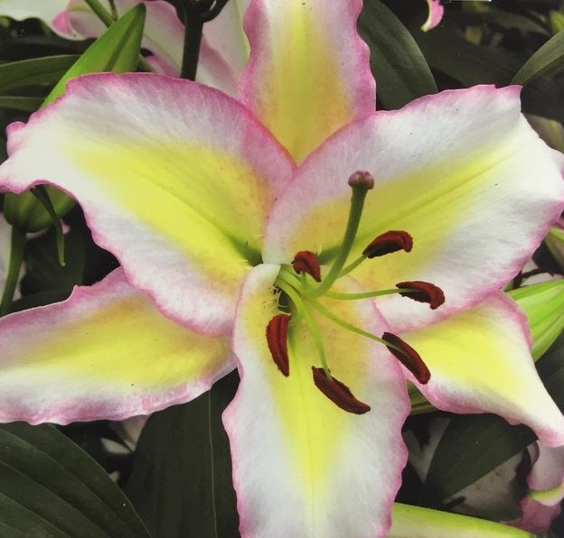 Лилия Примроуз Хилл/Lilium Primrose Hill Р2