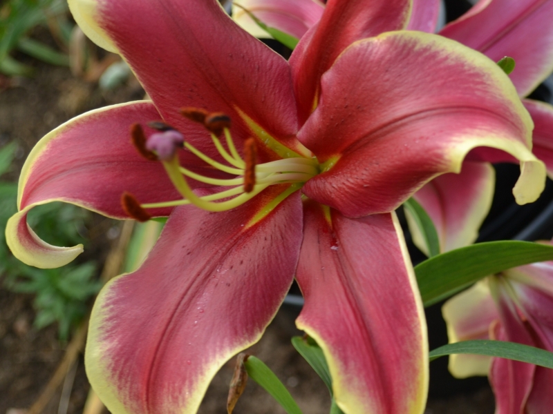 Лилия Африкан Лейди/Lilium Africfn Lady Р2