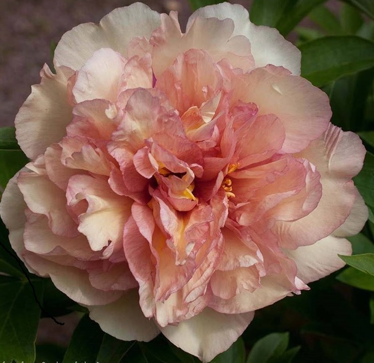 Пион ИТО гибрид Канари Бриллиантс/Paeonia Itoh-hybrid Canary Brilliants С3