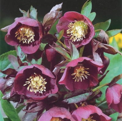 Морозник восточный Атрорубенс /Helleborus orientalis Atrorubens) Р1.5