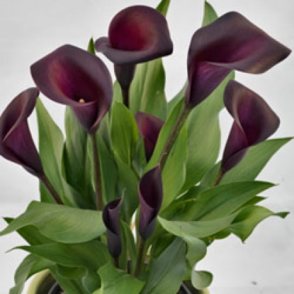 Калла Найт Лайф/Calla Night Life Р2