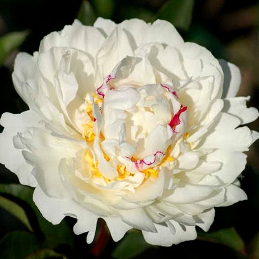 Пион молочноцветковый Буль Де Нэж/Paeonia lactiflora Boule de Neige С3
