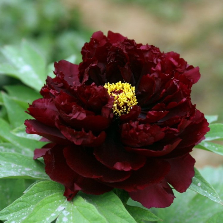 Пион молочноцветковый Блэк Бьюти/ Paeonia lactiflora Black Beauty С3