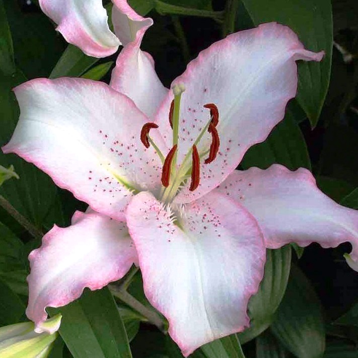 Лилия Бразилия/Lilium Brasilia Р2