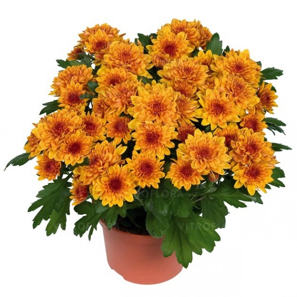 Хризантема Кристал Бронз /Chrysanthemum Chrystal Bronze (горшок 3 шт) Р1.5