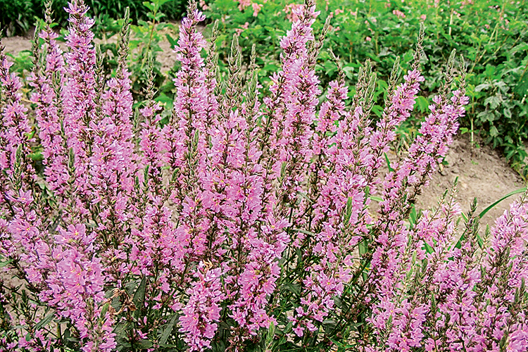 Дербенник иволистный Блаш/Lythrum salicaria Blush Р1,5