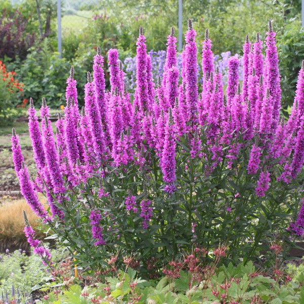 Дербенник иволистный Роберт/Lythrum salicaria Robert С3