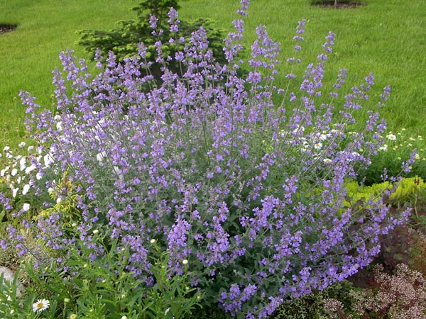 Котовник фассена Сикс Хиллс Гиант/Nepeta faassenii Six hill's giant C3