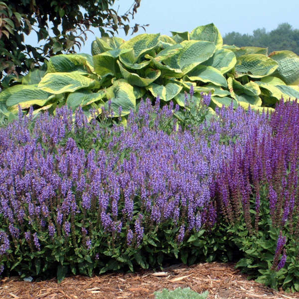 Шалфей (сальвия) дубравный Блаухугель/Salvia nemorosa Blauhugel C3
