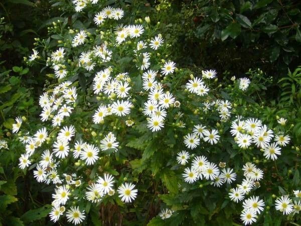 Астра агератовидная Ашви/Aster ageratoides Ashvi Р1.5