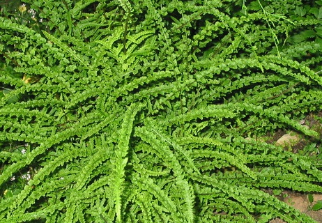 Кочедыжник женский Фрицеллия/ Athyrium f.-f. Frizelliae Р1.5