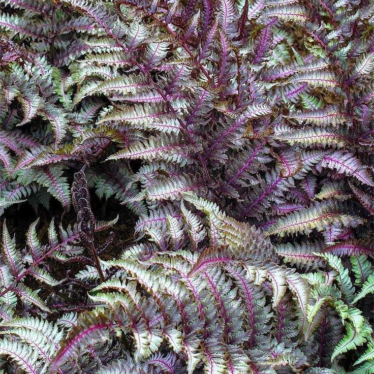 Кочедыжник ниппонский Пиктум/Athyrium niponicum pictum Р1,5