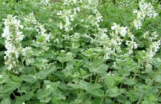 Котовник Фассена 