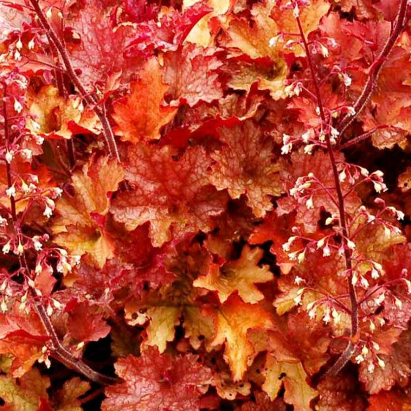 Гейхера гибридная Джинджер Пич/Heuchera hybrid Ginger Peach Р1.5