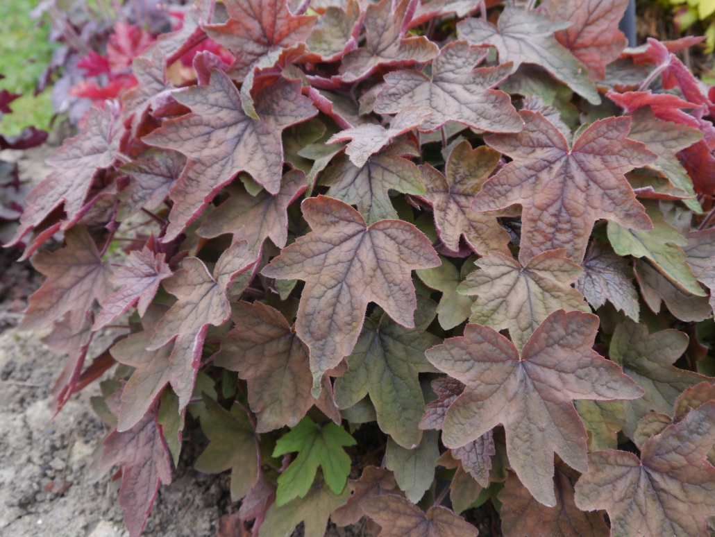 Гейхерелла  Арт Деко/Heucherella Art Deco Р1.5