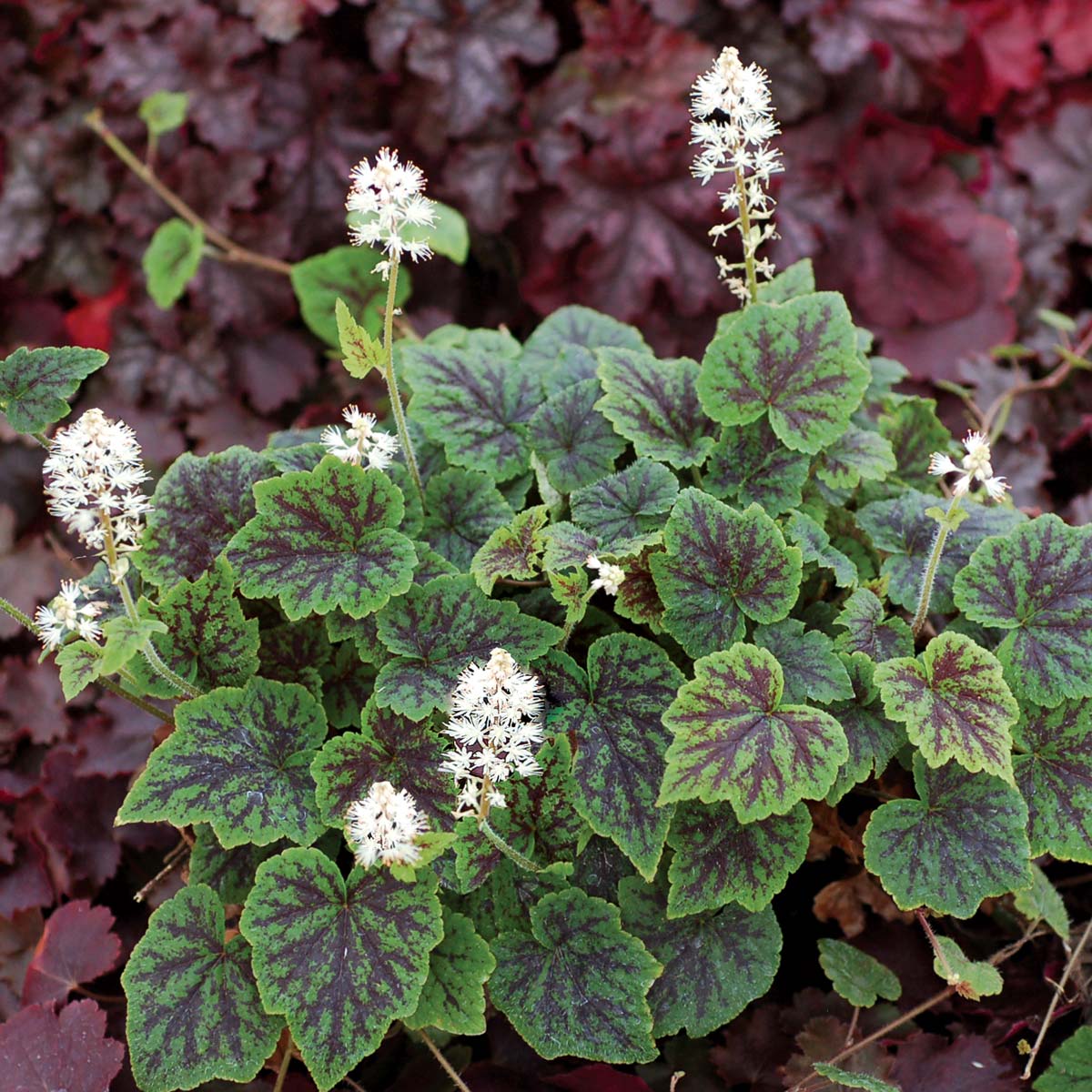 Тиарелла гибридная Аппалачиан Трейл/Tiarella hybride Appalachian Trail Р1,5