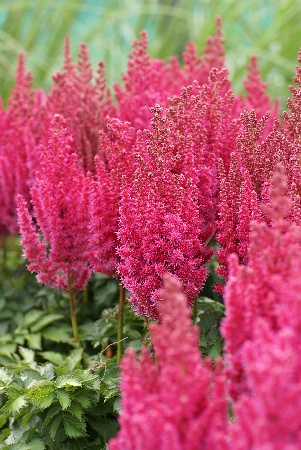 Астильба китайская Блэкбери Капкейк/Astilbe chinensis Blackberry Cupcake Р1.5