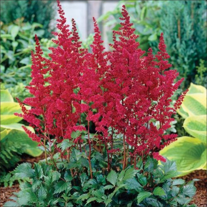 Астильба Арендса Бургунди Рэд/Astilbe arendsii BURGUNDY RED Р1.5