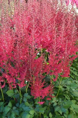 Астильба гибридная Хот Перлс/Astilbe Hot Pearl  Р1,5