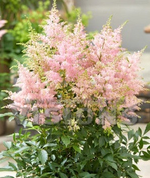 Астильба гибридная Ловли Дэй/Astilbe Lovely Day Р1,5