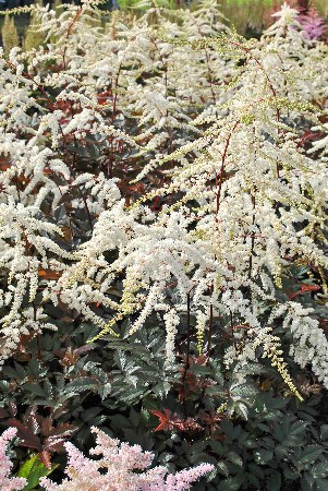 Астильба гибридная Мокаччино/Astilbe Hybrid Moccaccino Р1,5