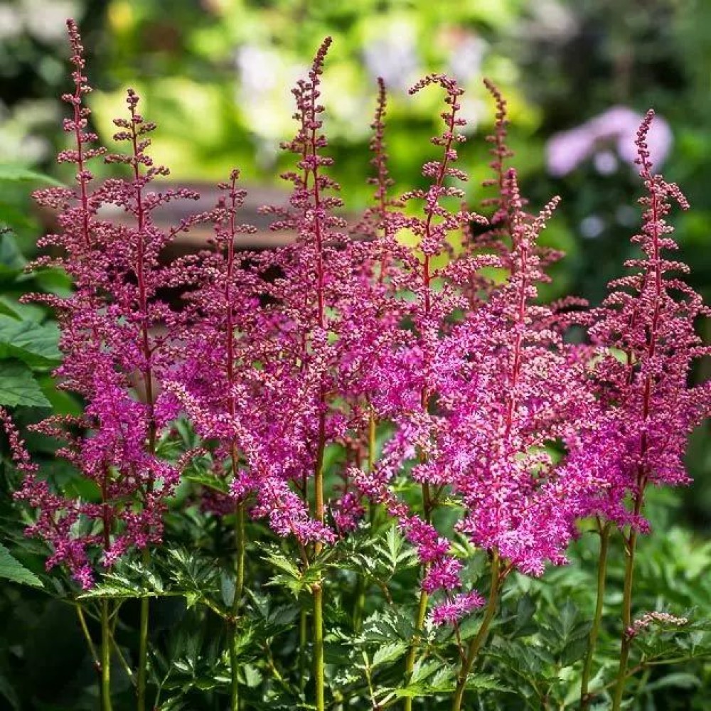 Астильба гибридная/Astilbe Hybrid - Астильба/Astilbe - Садовый центр ЛЕТО