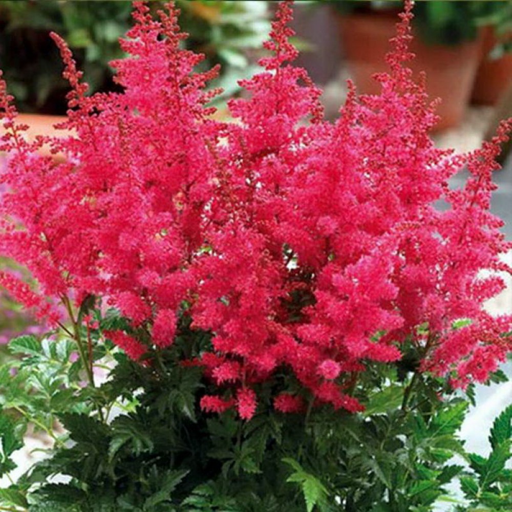 Астильба гибридная Юник Кармин/Astilbe Hybrid Younique Carmine  Р1.5