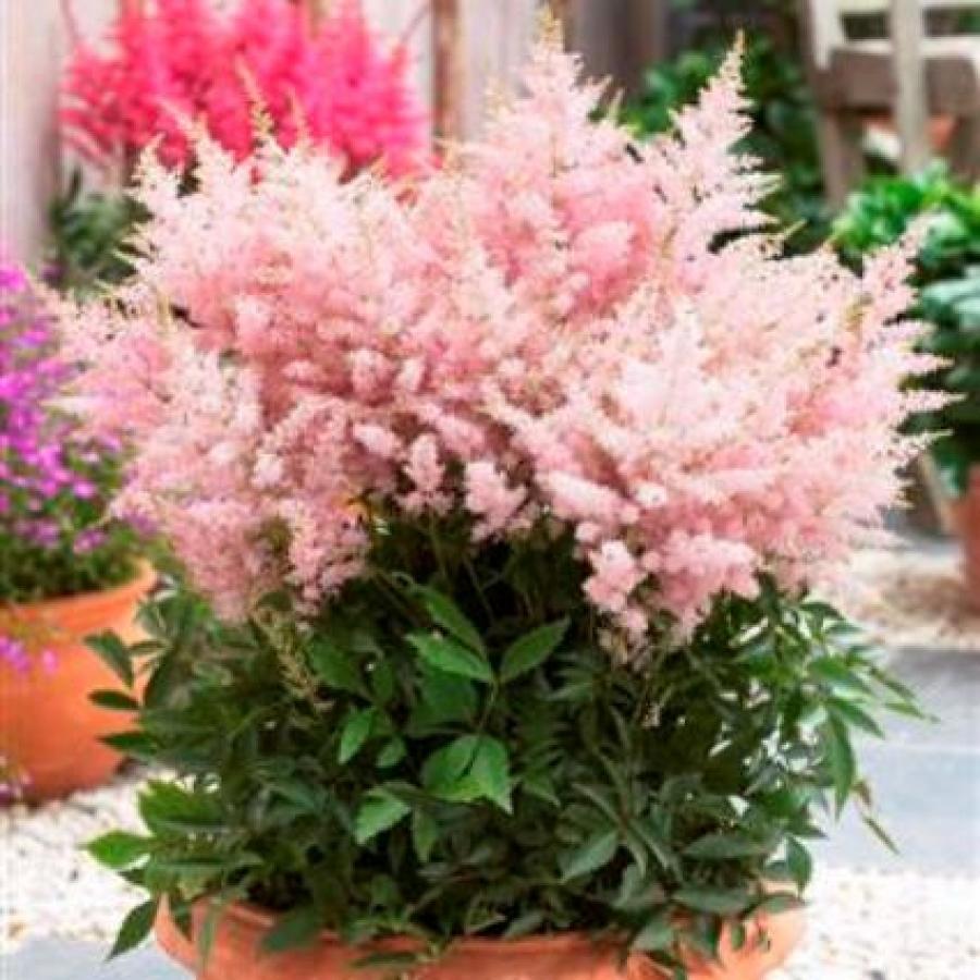 Астильба гибридная Юник Сильверпинк/Astilbe Hybrid Younique Silverypink P1,5