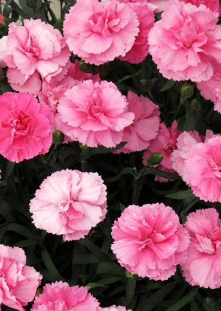 Гвоздика перистая Динамик Пинк/Dianthus plumarius  Dynamic Pink Р1,5