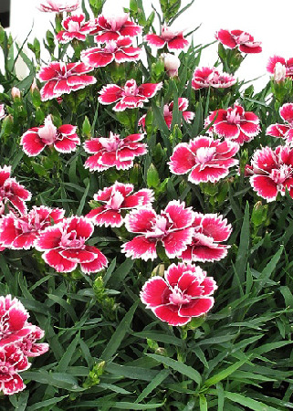 Гвоздика перистая Динамик Рэд Энд Уайт/Dianthus plumarius  Dynamic  Red & WhiteР1