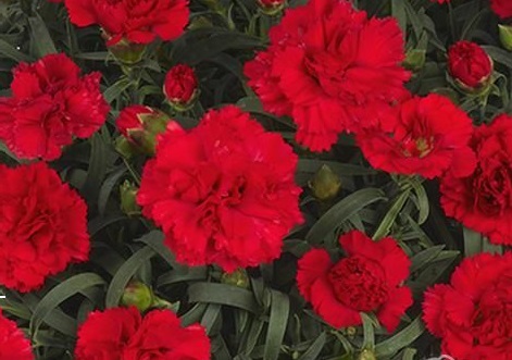 Гвоздика перистая Динамик Рэд /Dianthus plumarius  Dynamic  Red Р1
