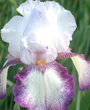 Ирис бородатый (германский) Бандера Вальс/Iris germanica Bandera Waltz Р1,5