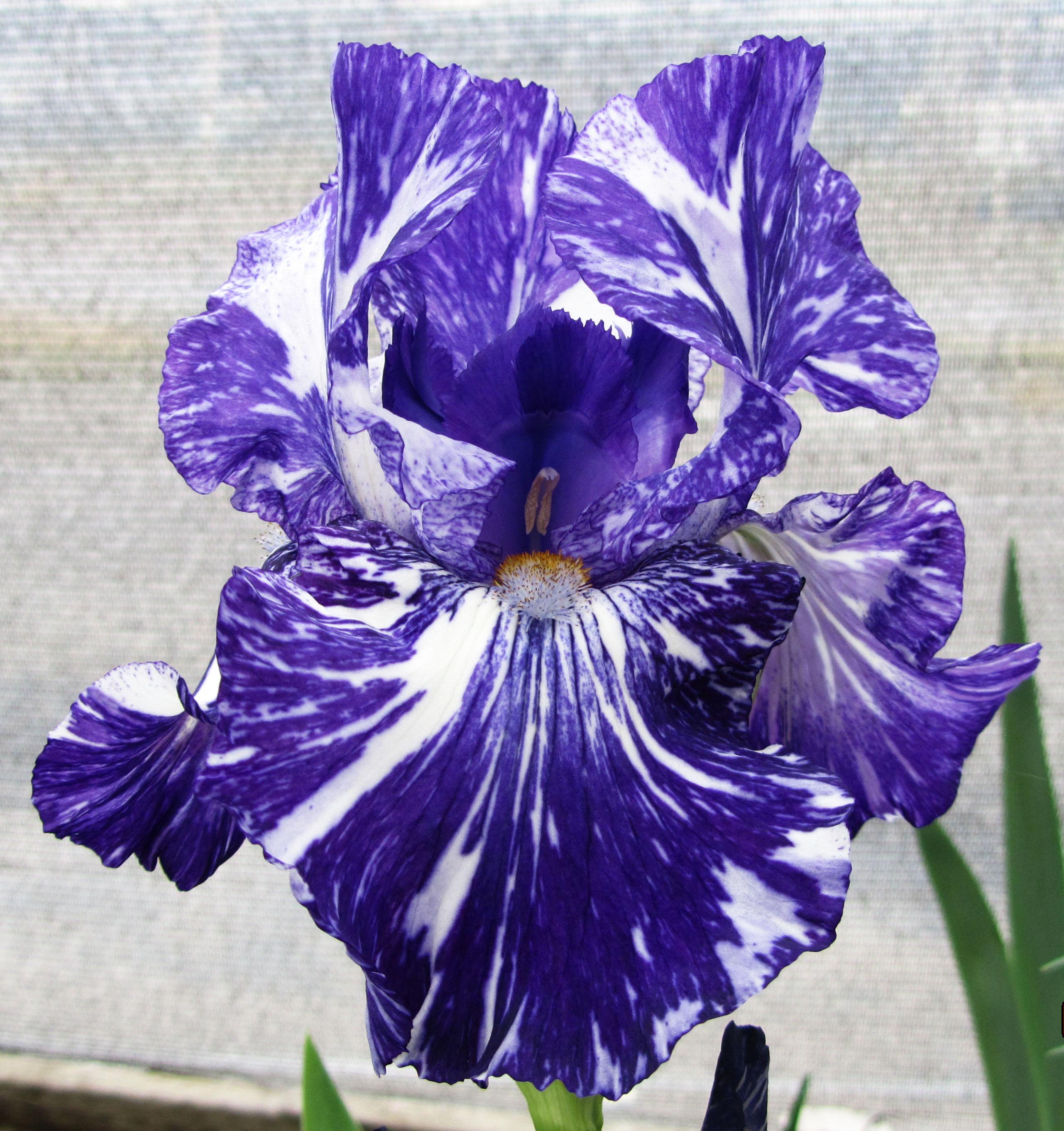 Ирис бородатый (германский) Батик/Iris germanica Batik Р1,5