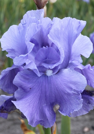 Ирис бородатый (германский) Брейкерс/Iris germanica Breakers Р1,5