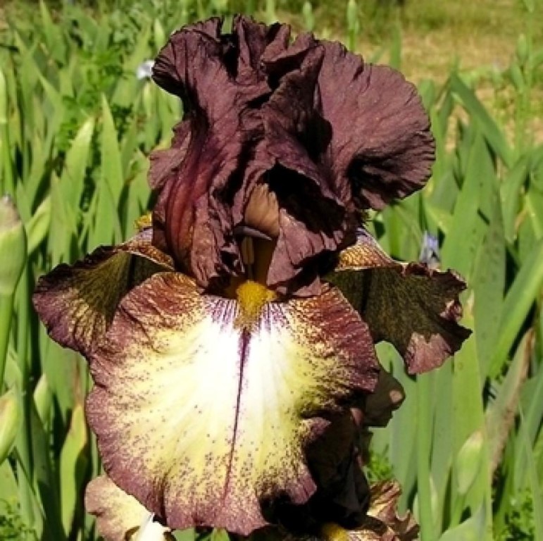 Ирис бородатый (германский) Бургунди Браун/Iris germanica Burgundy Brown Р1,5
