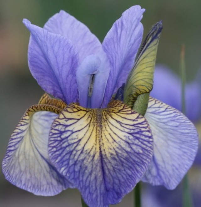 Ирис сибирский Баниш Мисфорчун/Iris sibirica Banish Misfortune Р1.5