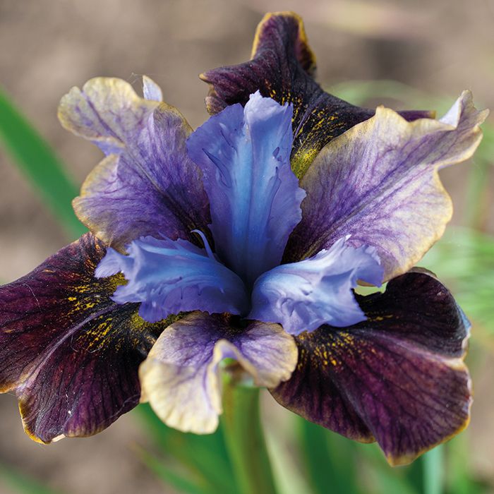 Ирис сибирский Блэк Джокер/Iris sibirica Black Joker Р1.5