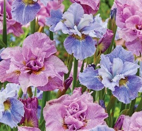 Ирис сибирский Микс Блю Энд Пинк Пикок Баттерфляй/Iris sibirica Mix Blue And Pink Peacock P1.5