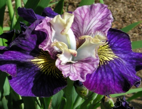 Ирис сибирский Он Малберри Стрит /Iris sibirica On Mulberry Street P1.5