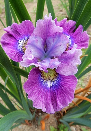 Ирис сибирский Кэерлесс Салли/Iris sibirica Carelless Sally Р1.5