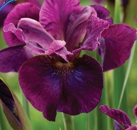 Ирис сибирский Дэвилз Дрим /Iris sibirica Devils Dream Р1,5