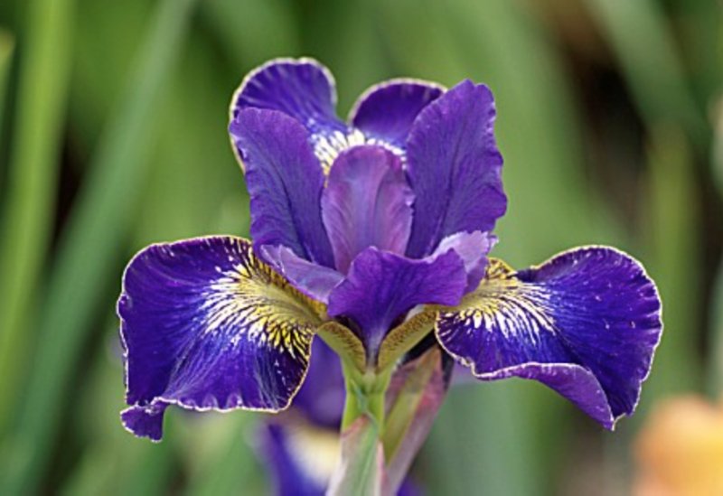 Ирис сибирский Голден Эдж /Iris sibirica Golden Edge Р1,5
